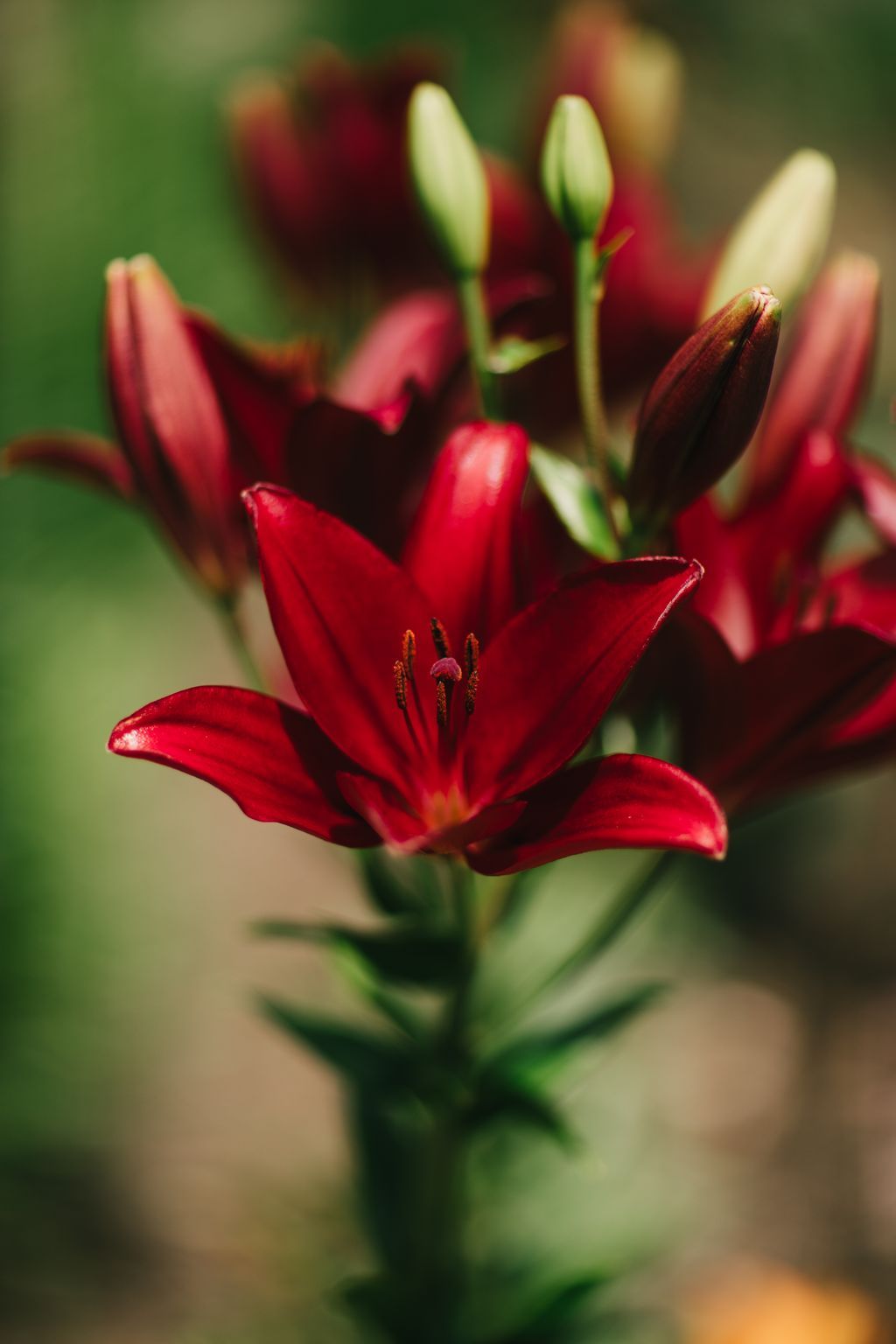 Deep crimson lily bloom with visible stamens, unopened buds behind it, soft-focused green foliage and blurred flowers in background