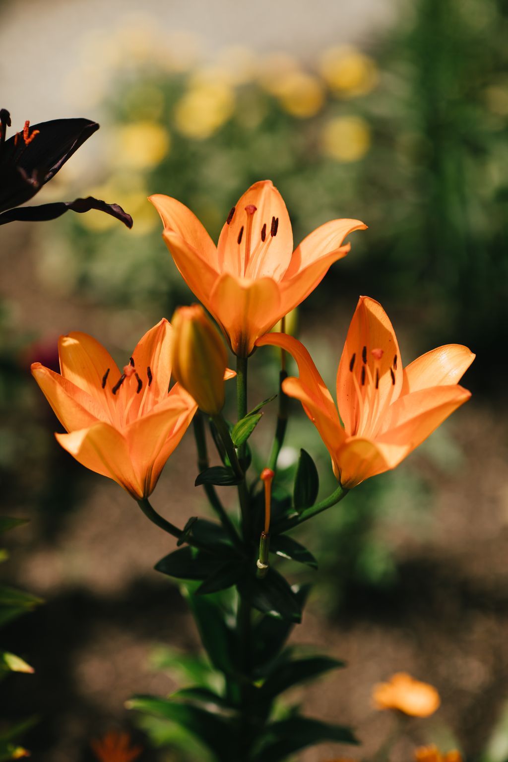 Vibrant orange lilies with burgundy stamens bloom in sharp focus against a soft-focus garden of yellow flowers and green foliage