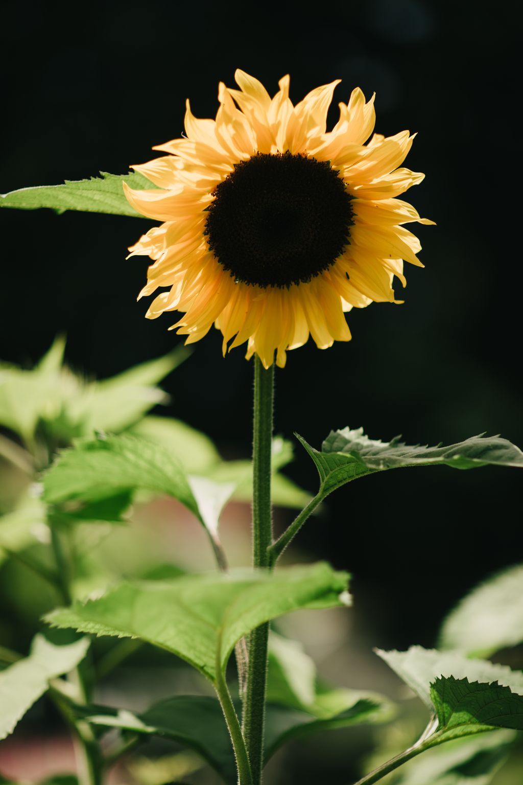 Sunflower with golden petals and dark center against black background, green stem and leaves below, bright natural light illuminating delicate texture