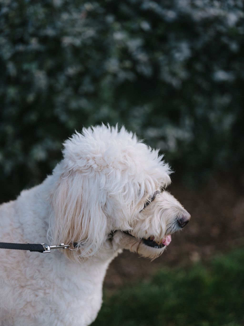 White fluffy dog in profile with pink tongue out, blurred evergreen backdrop