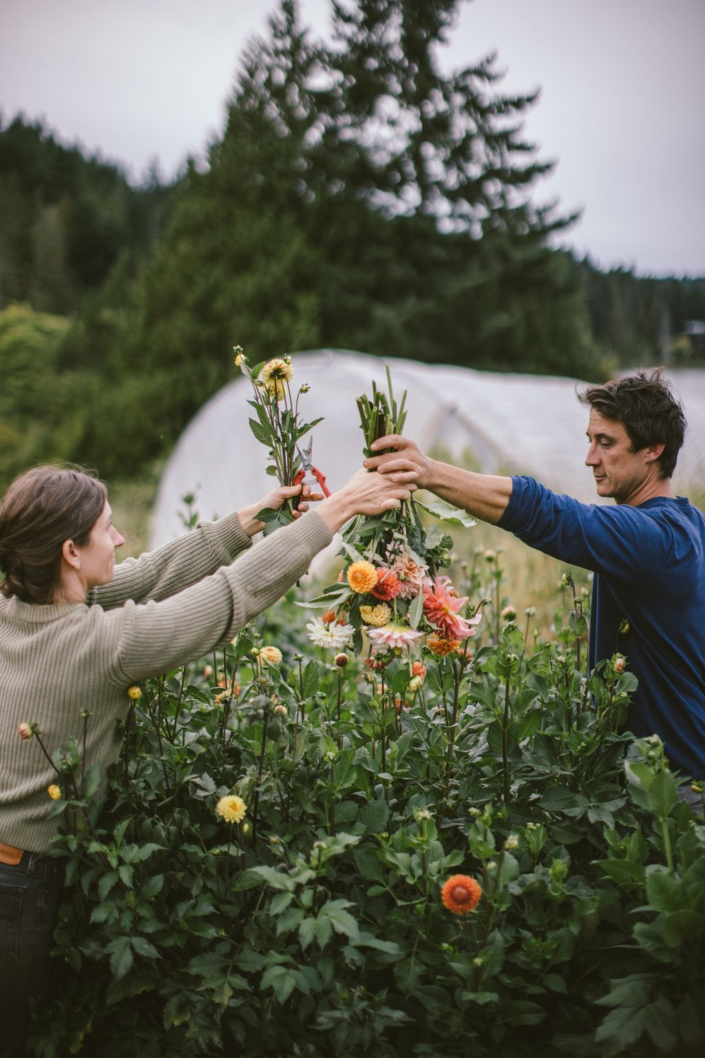 Two flower growers hold up freshly cut dahlias to each other across the flower field at Lost Field Farm, greenhouses and evergreen forest behind