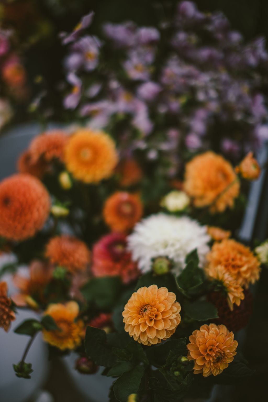 Peach-colored dahlia in sharp focus with layered petals, surrounded by blurred orange and purple flowers at Lost Field Farm