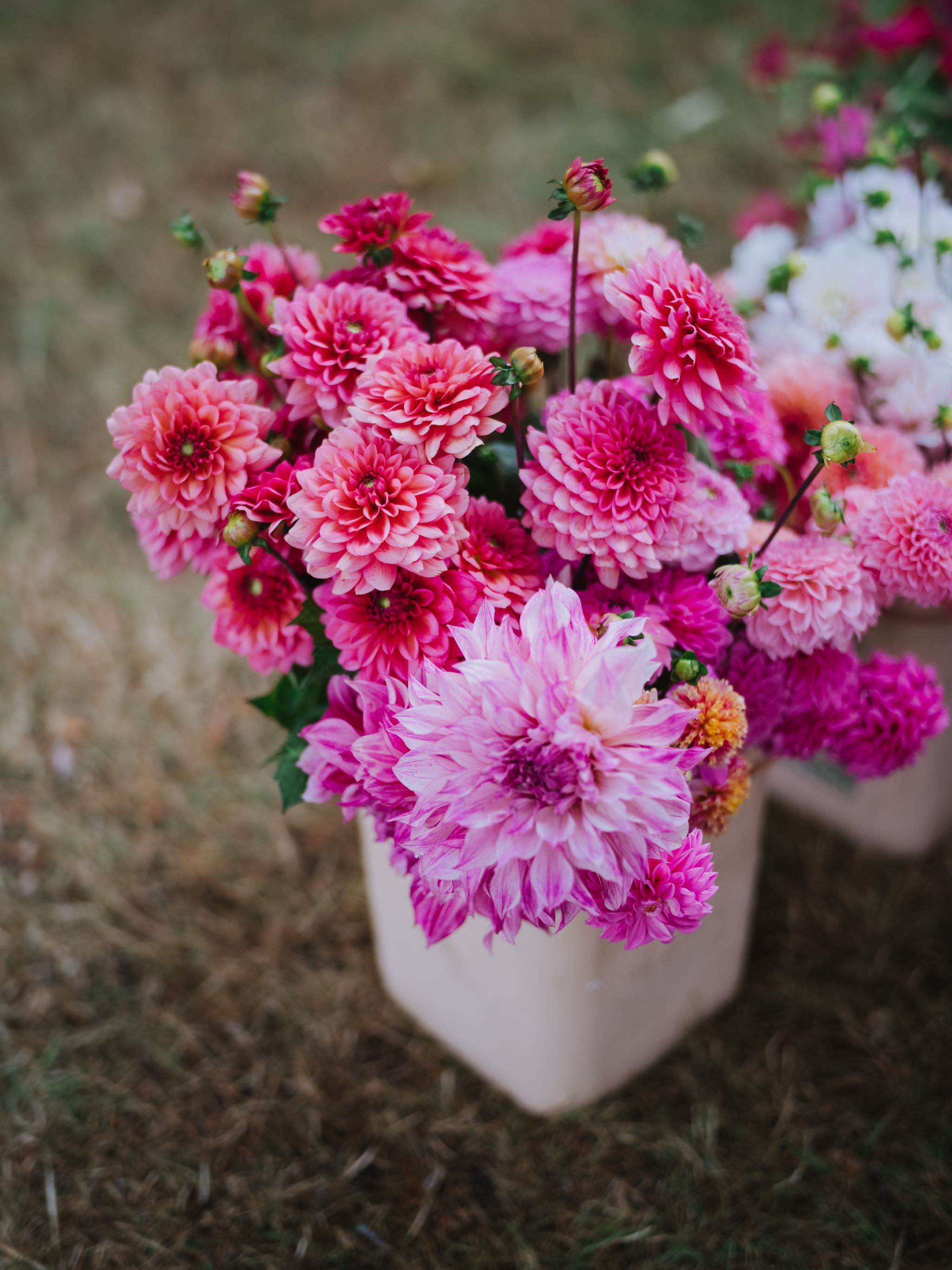 Pink and magenta dahlias with layered petals in soft focus, some blooms unfurling with green buds visible among the flowers