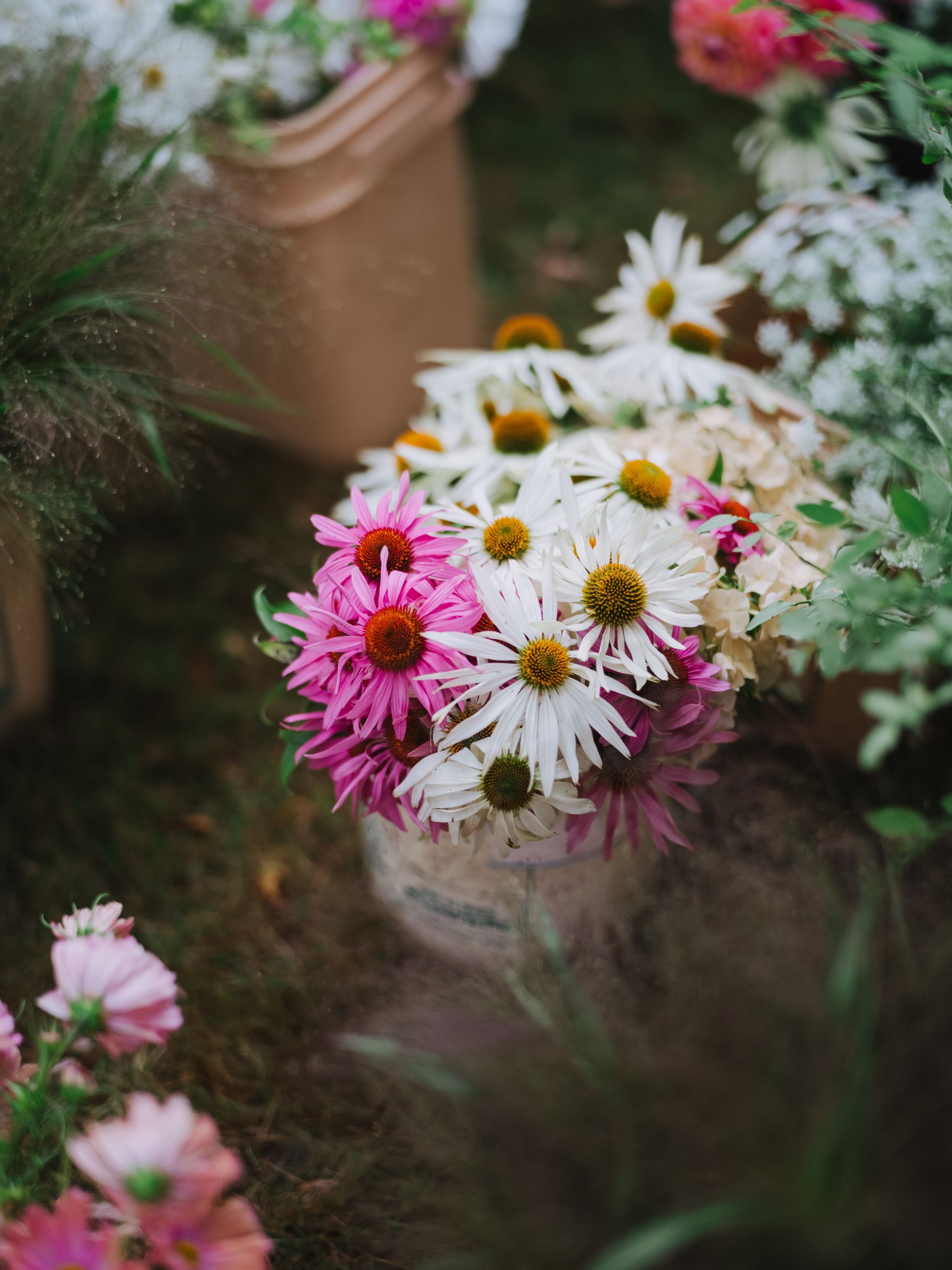 Pink and white echinacea flowers with golden centers held in someone's hands outdoors