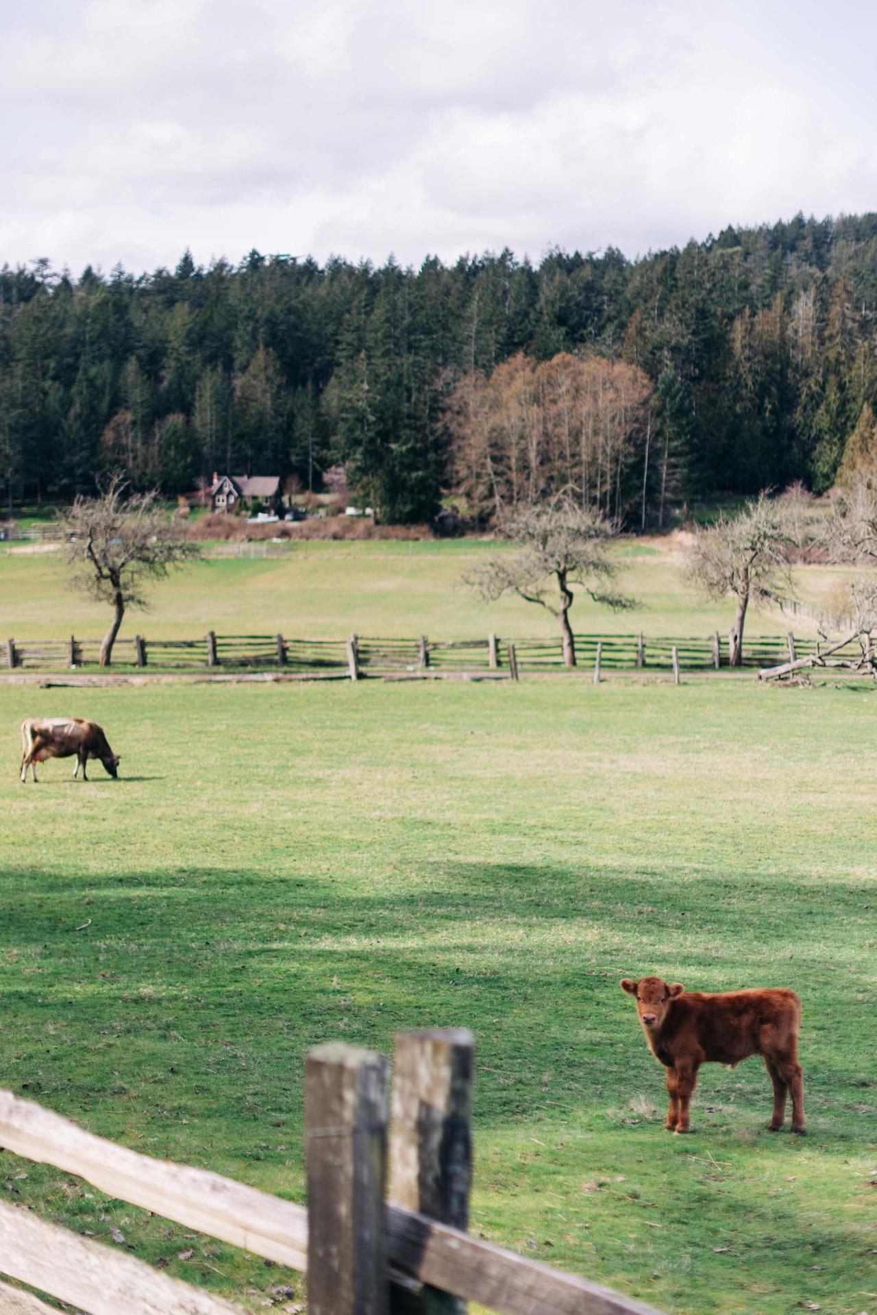 Weathered wooden fence posts frame a green pasture at Ruckle Farm, with coniferous forest and bare deciduous trees beyond
