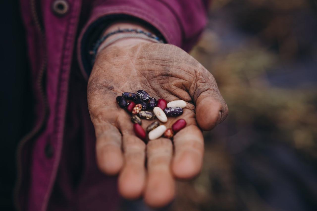 Open palm holding mixed heritage beans and seeds in red, black, white, and speckled varieties on Salt Spring Island